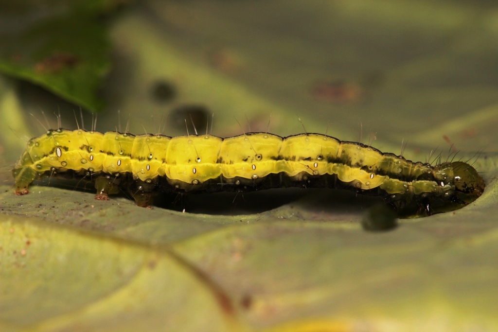 Autographa gamma (LINNAEUS, 1758) -Larva ????